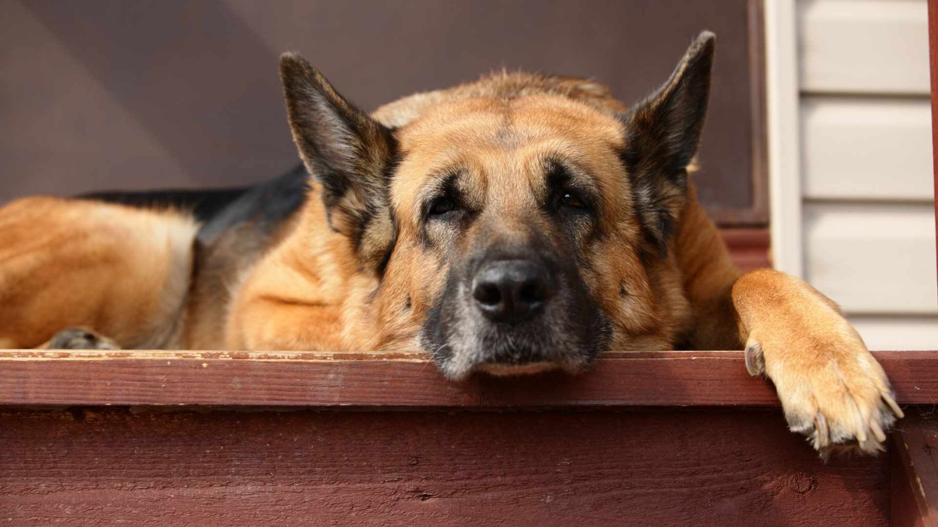 Hund Kotet Seit 4 Tagen Nicht www.mammaly.ch